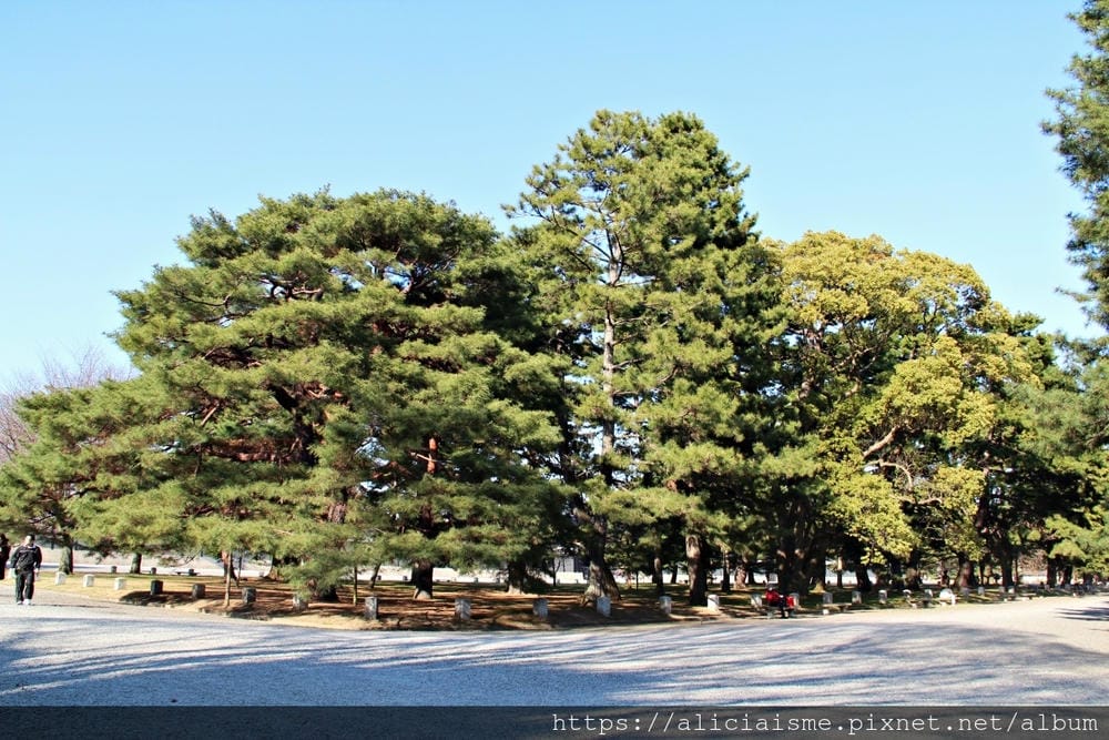 【京都】京都御苑～壯觀的枝垂美櫻，不必申請也可輕鬆造訪的京都御所（2018更新）