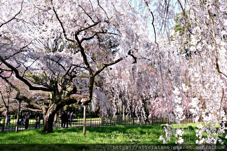 【京都】京都御苑～壯觀的枝垂美櫻，不必申請也可輕鬆造訪的京都御所（2018更新）