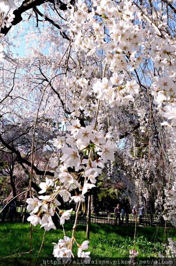 【京都】京都御苑～壯觀的枝垂美櫻，不必申請也可輕鬆造訪的京都御所（2018更新）