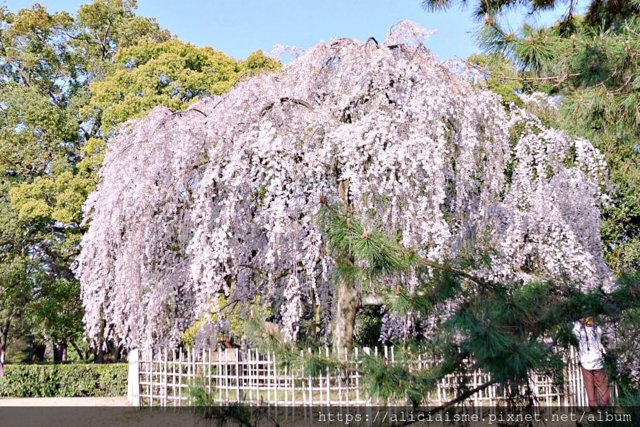 【京都】京都御苑～壯觀的枝垂美櫻，不必申請也可輕鬆造訪的京都御所（2018更新）