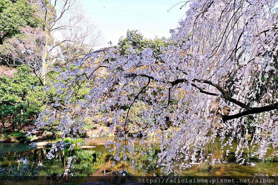 【京都】京都御苑～壯觀的枝垂美櫻，不必申請也可輕鬆造訪的京都御所（2018更新）