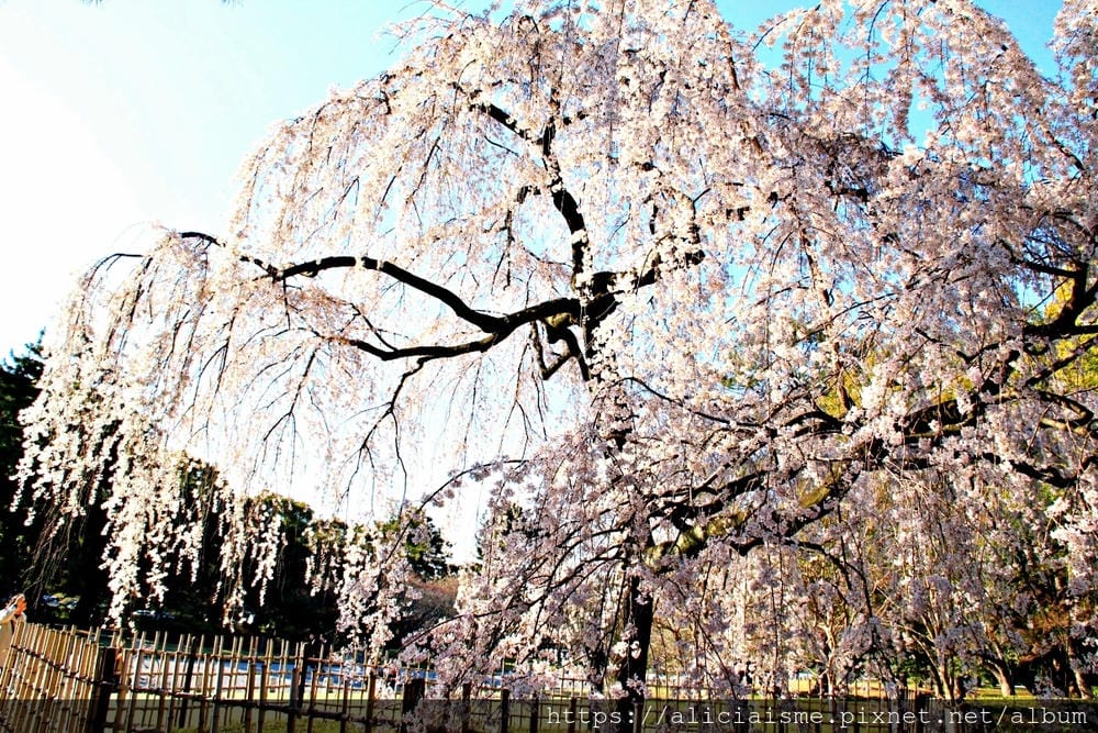 【京都】京都御苑～壯觀的枝垂美櫻，不必申請也可輕鬆造訪的京都御所（2018更新）