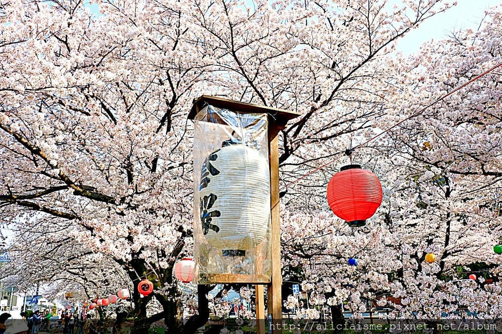 【埼玉縣】川越冰川神社:結緣聖地的日本月老神社及夢幻的春櫻名所(含川越市區交通)