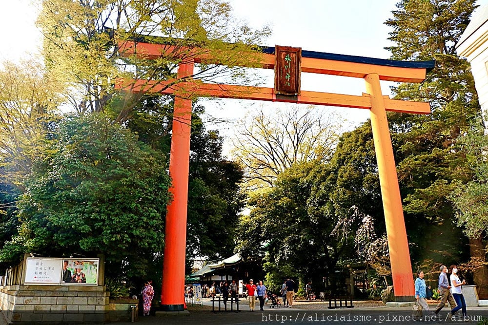 【埼玉縣】川越冰川神社:結緣聖地的日本月老神社及夢幻的春櫻名所(含川越市區交通)