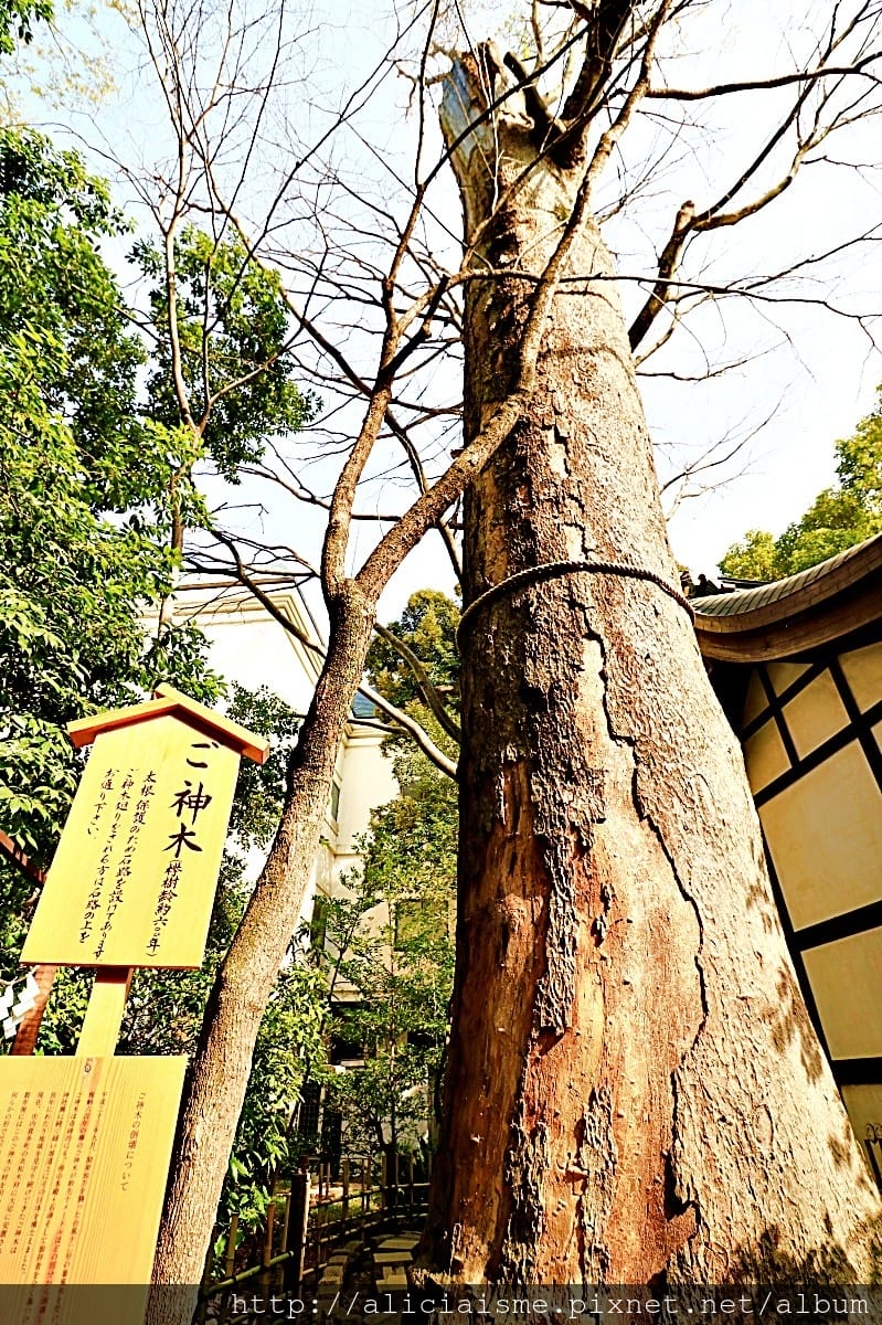 【埼玉縣】川越冰川神社：結緣聖地的日本月老神社及夢幻的春櫻名所（含川越市區交通）