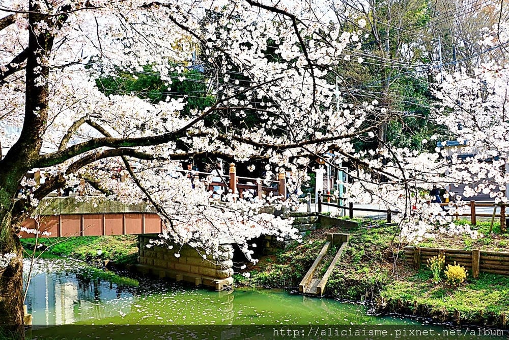 【埼玉縣】川越冰川神社:結緣聖地的日本月老神社及夢幻的春櫻名所(含川越市區交通)