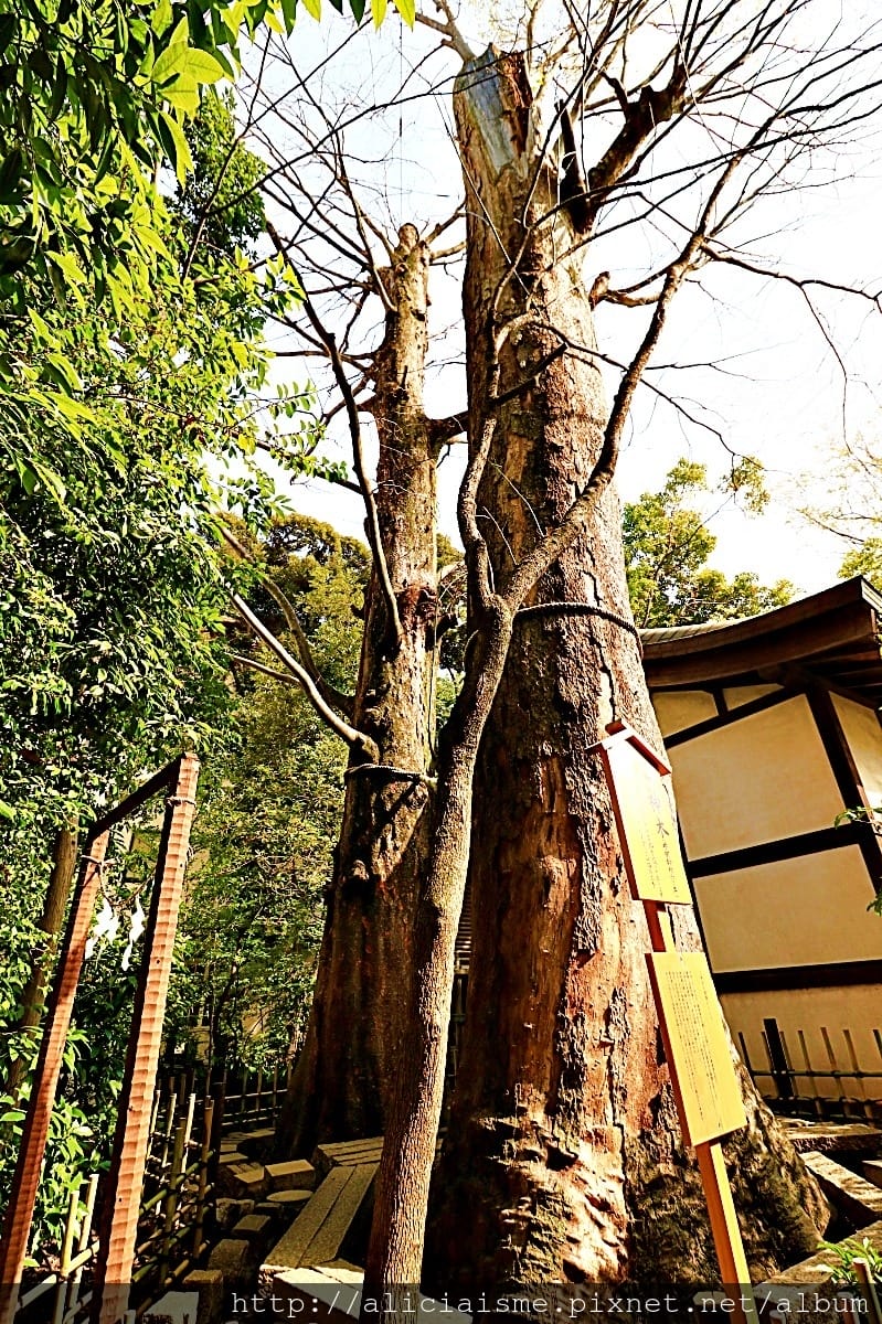 【埼玉縣】川越冰川神社:結緣聖地的日本月老神社及夢幻的春櫻名所(含川越市區交通)