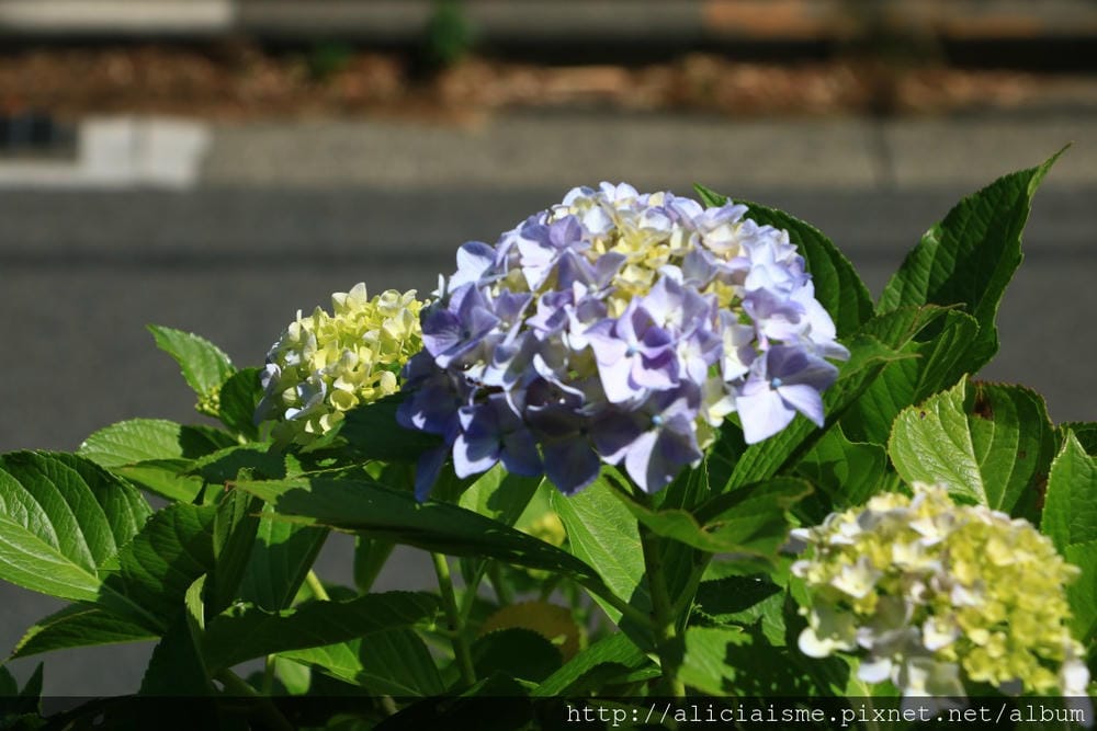 【神奈川縣】(2018年)成就院~眺望海灣、煩惱盡除的108階紫陽花參道@鎌倉(江之電/極樂寺站)