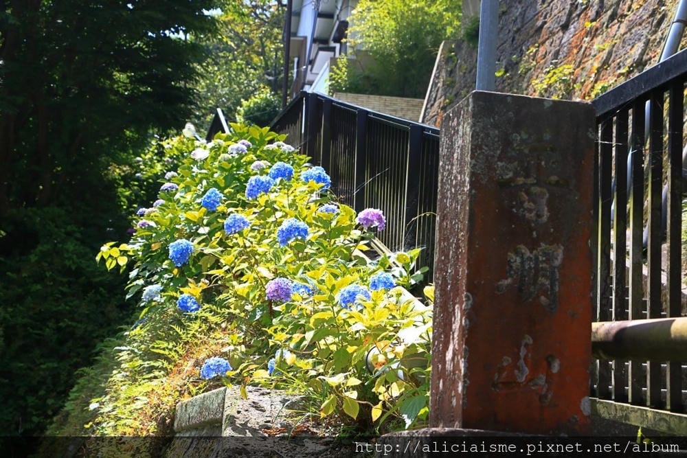 【神奈川縣】(2018年)成就院~眺望海灣、煩惱盡除的108階紫陽花參道@鎌倉(江之電/極樂寺站)