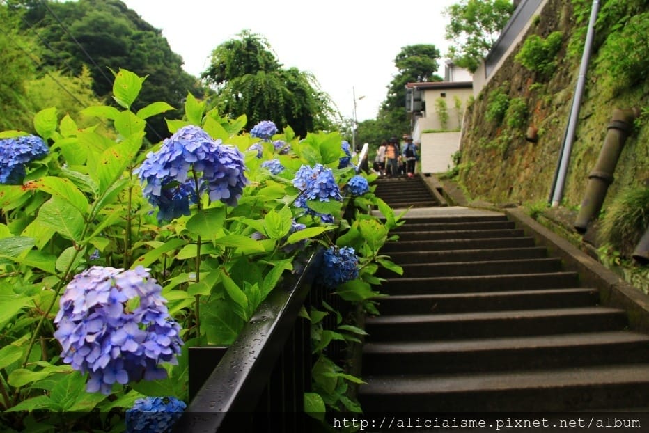 【神奈川縣】(2018年)成就院~眺望海灣、煩惱盡除的108階紫陽花參道@鎌倉(江之電/極樂寺站)