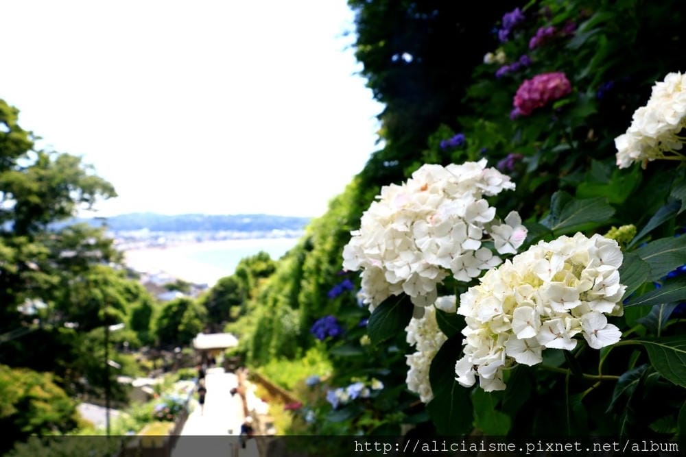 【神奈川縣】(2018年)成就院~眺望海灣、煩惱盡除的108階紫陽花參道@鎌倉(江之電/極樂寺站)