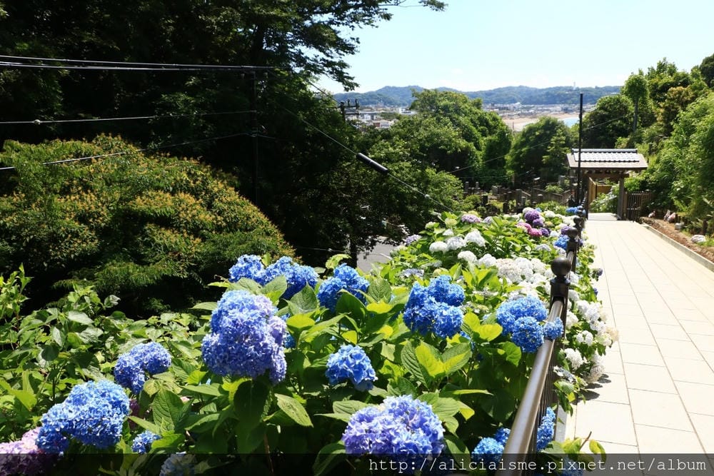 【神奈川縣】(2018年)成就院~眺望海灣、煩惱盡除的108階紫陽花參道@鎌倉(江之電/極樂寺站)