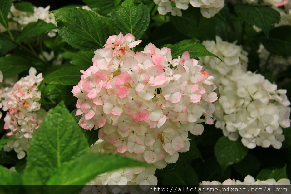 【神奈川縣】(2018年)成就院~眺望海灣、煩惱盡除的108階紫陽花參道@鎌倉(江之電/極樂寺站)
