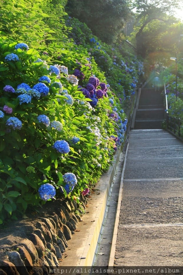 【神奈川縣】(2018年)成就院~眺望海灣、煩惱盡除的108階紫陽花參道@鎌倉(江之電/極樂寺站)