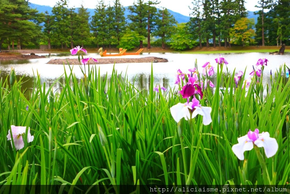 【岩手縣】毛越寺:世界遺產的「水之淨土」:菖蒲花及夢幻秋庭園