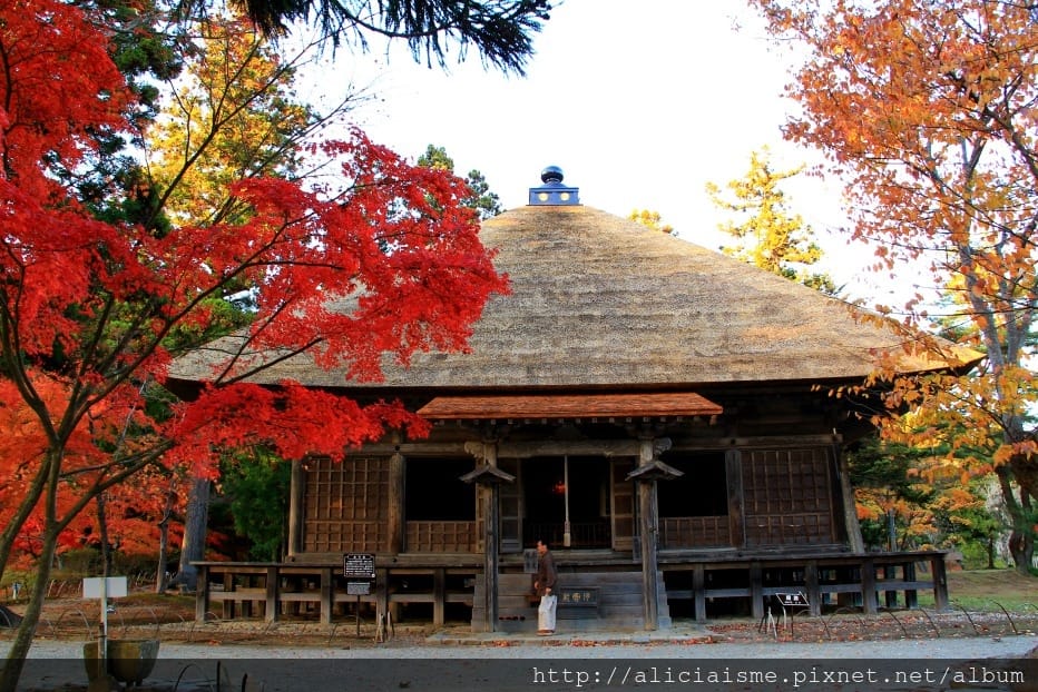 【岩手縣】毛越寺:世界遺產的「水之淨土」:菖蒲花及夢幻秋庭園
