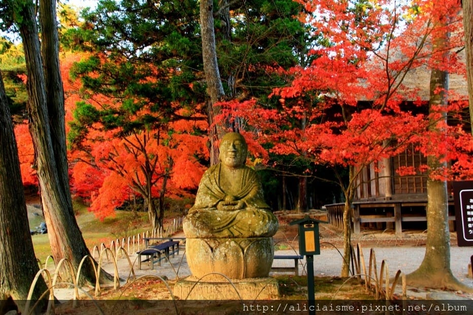 【岩手縣】毛越寺:世界遺產的「水之淨土」:菖蒲花及夢幻秋庭園