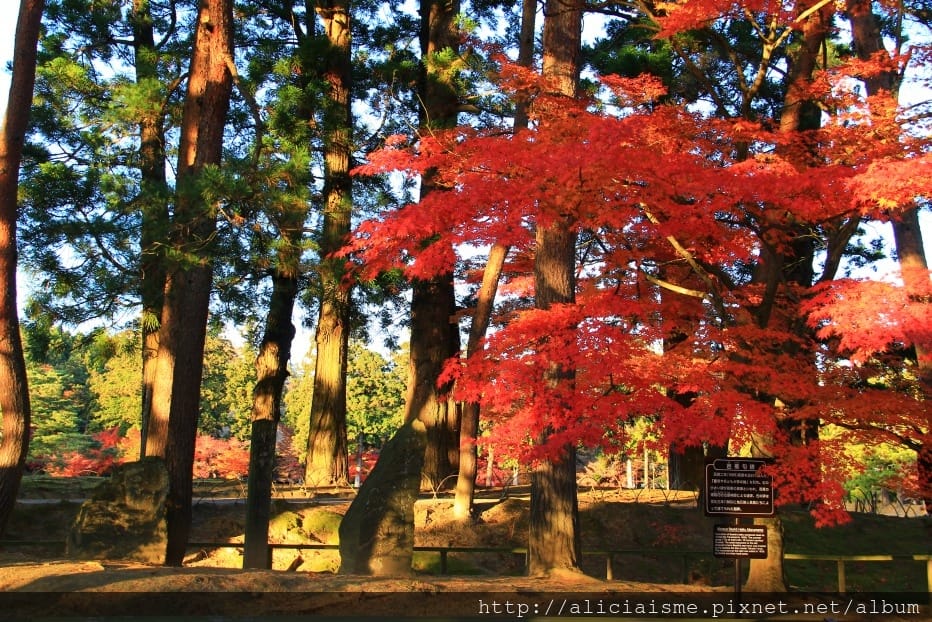 【岩手縣】毛越寺:世界遺產的「水之淨土」:菖蒲花及夢幻秋庭園