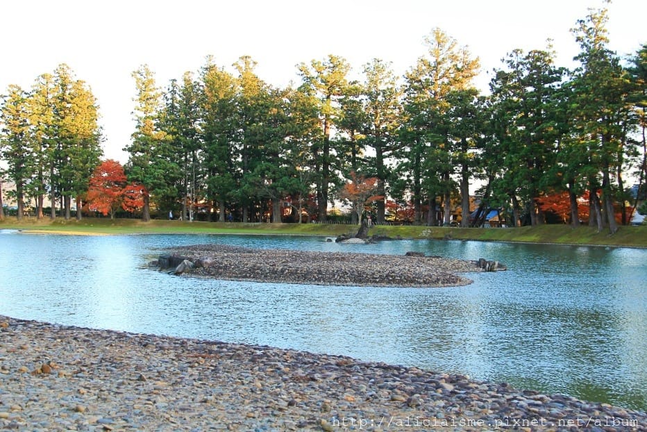 【岩手縣】毛越寺:世界遺產的「水之淨土」:菖蒲花及夢幻秋庭園
