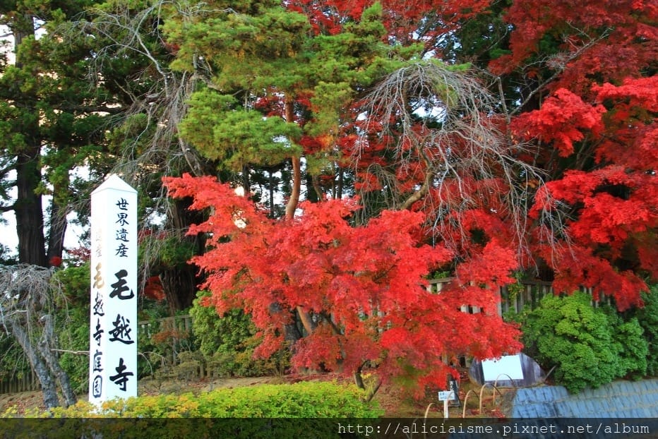 【岩手縣】毛越寺:世界遺產的「水之淨土」:菖蒲花及夢幻秋庭園