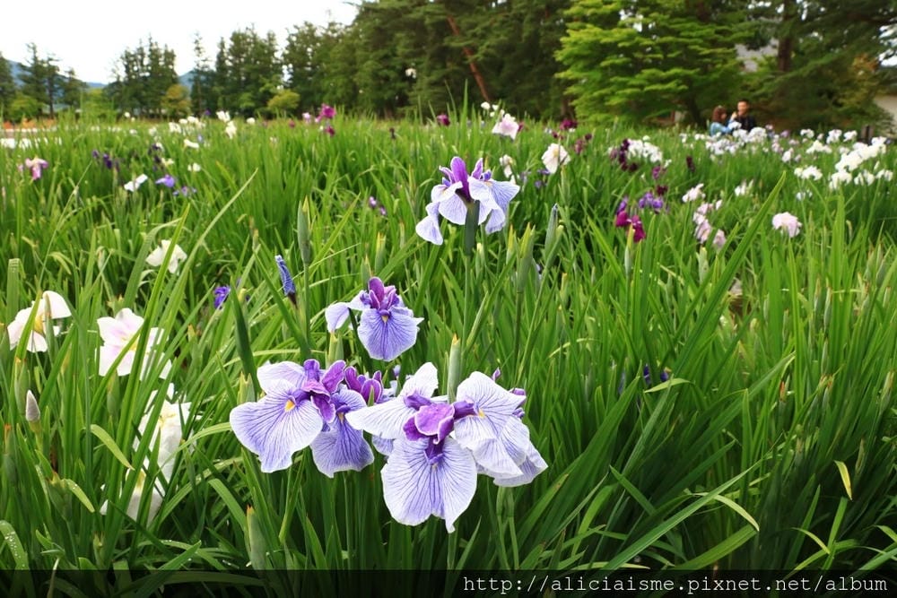 【岩手縣】毛越寺:世界遺產的「水之淨土」:菖蒲花及夢幻秋庭園