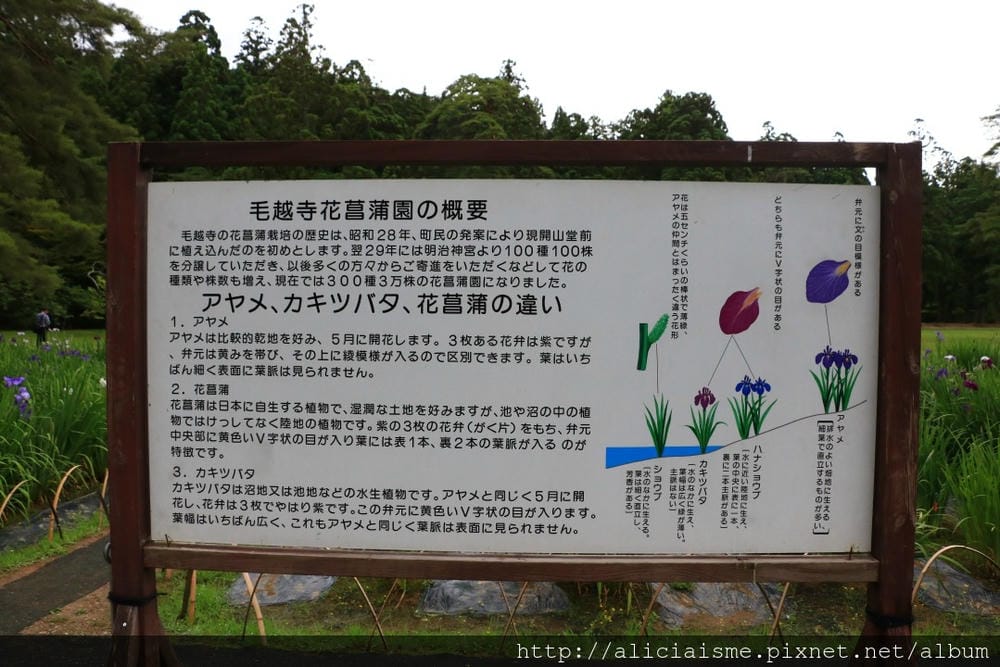 【岩手縣】毛越寺:世界遺產的「水之淨土」:菖蒲花及夢幻秋庭園