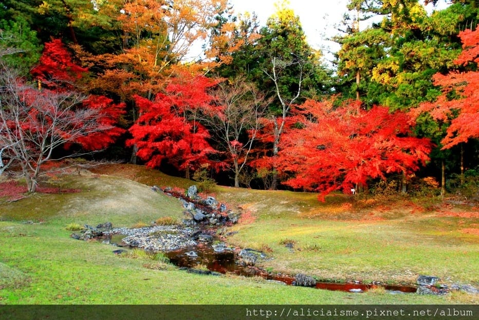 【岩手縣】毛越寺:世界遺產的「水之淨土」:菖蒲花及夢幻秋庭園