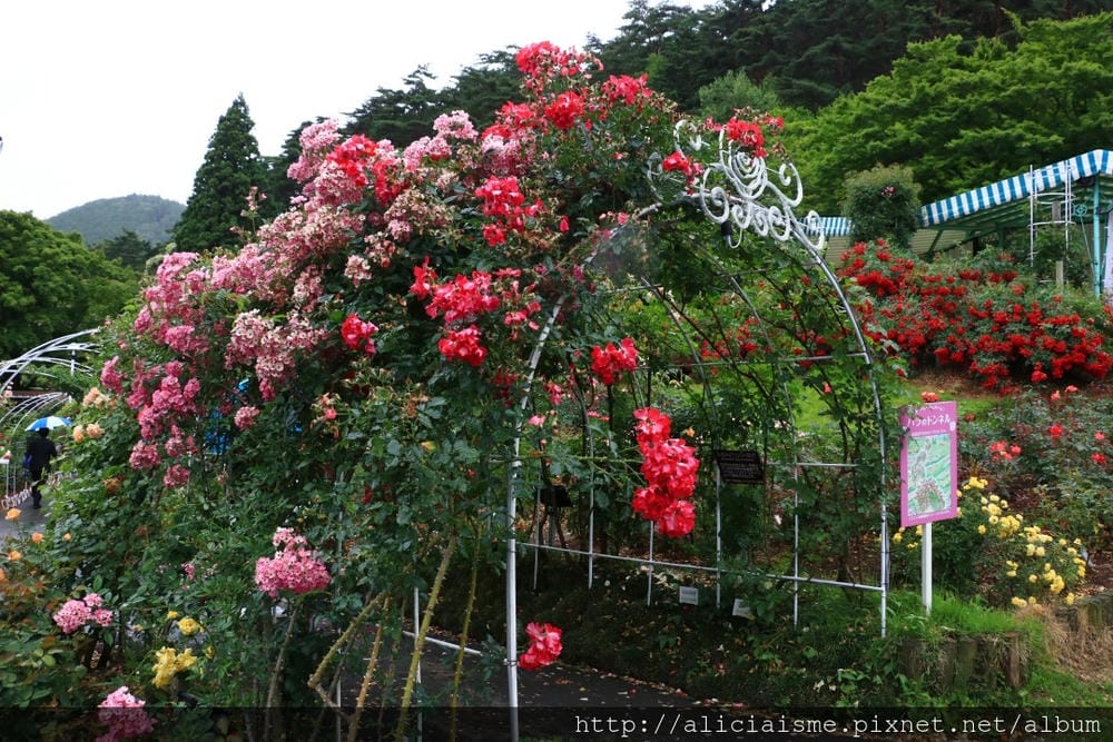 【岩手縣】花卷溫泉散策：森林裡的釜淵瀑布 X 500品種玫瑰園 X Café de藏百年藏造裡的人氣紅豆麵包 X 花卷溫泉稻荷神社