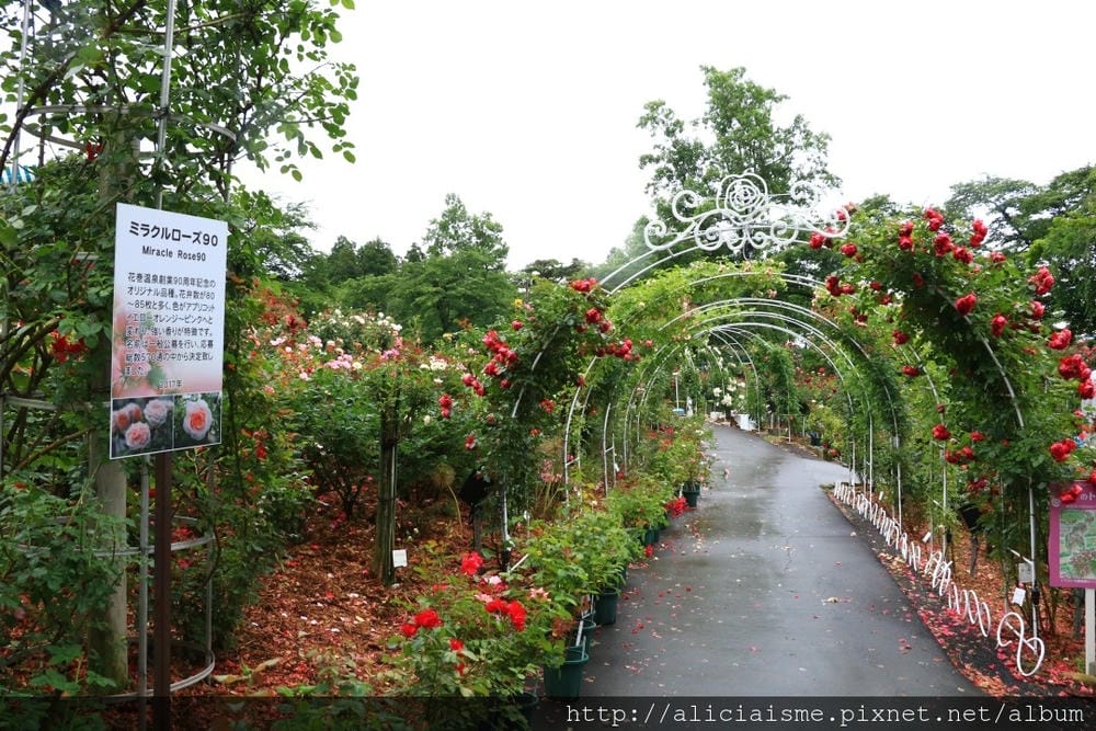 【岩手縣】花卷溫泉散策：森林裡的釜淵瀑布 X 500品種玫瑰園 X Café de藏百年藏造裡的人氣紅豆麵包 X 花卷溫泉稻荷神社