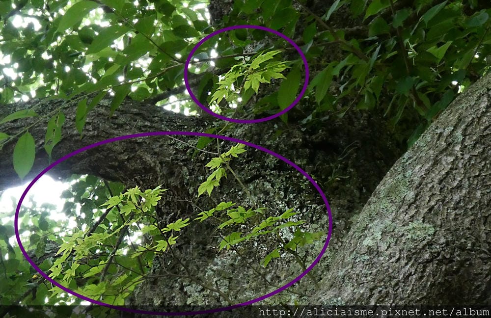 【卯子酉神社】一手寫心願、一手掛願力,以紅布條結緣的戀愛神社@遠野