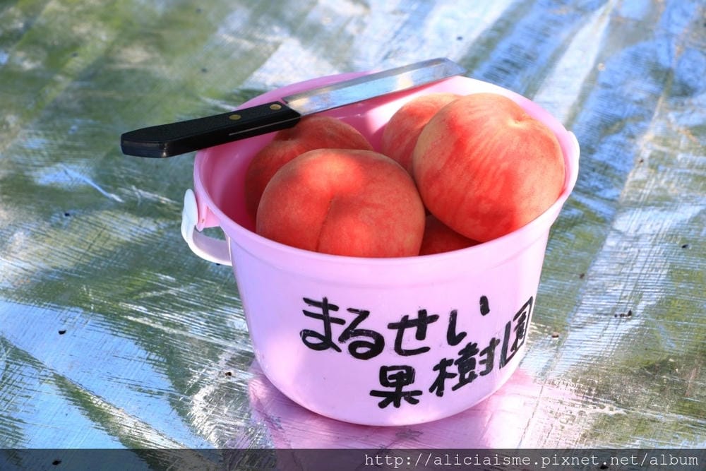 【福島縣】「MARUSEI果樹園」:1000日圓以下,現摘香甜水蜜桃、滿到溢出的水蜜桃聖代,多汁美味全來自佐藤夫婦滿滿的愛