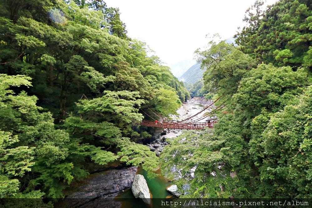 【德島縣】祖谷藤蔓橋、ひ字型谷、小便小僧:走進秘境裡,連繫世世代代先人智慧的日本奇橋