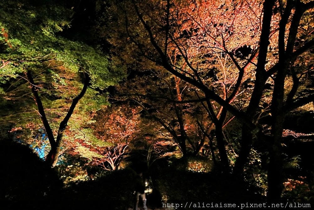 【佐賀縣】御船山樂園:四季彩繪的庭園&2018 teamLab《神明居住的森林》光雕展