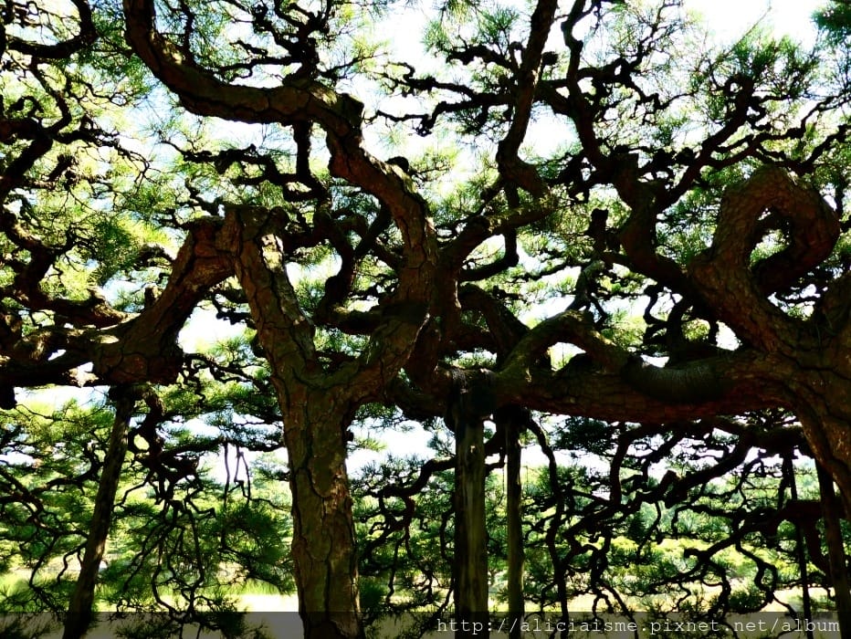 【香川縣】栗林公園：米其林三星景點、四季都值得專程前來的日式庭園