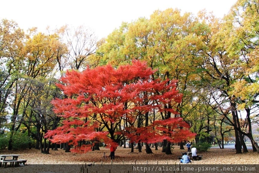 【東京都】(2018更新)櫻花漫舞的小金井公園&江戶東京建築園, 與神隱少女不期而遇!