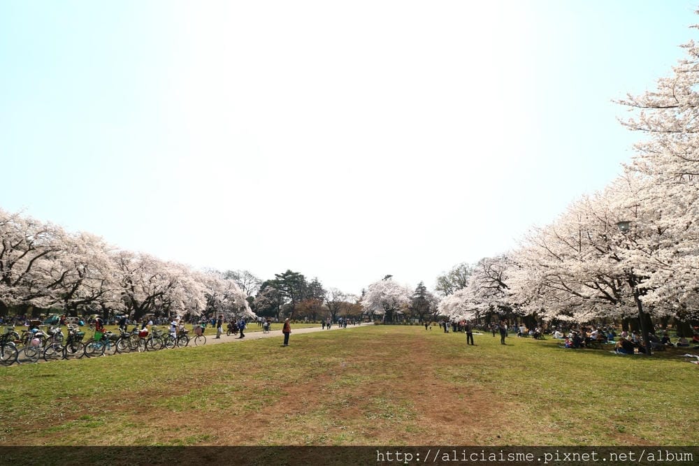 【東京都】(2018更新)櫻花漫舞的小金井公園&江戶東京建築園, 與神隱少女不期而遇!
