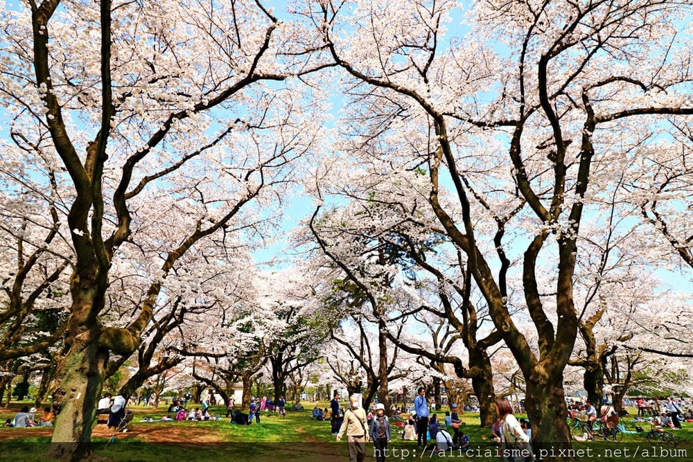 【東京都】(2018更新)櫻花漫舞的小金井公園&江戶東京建築園, 與神隱少女不期而遇!
