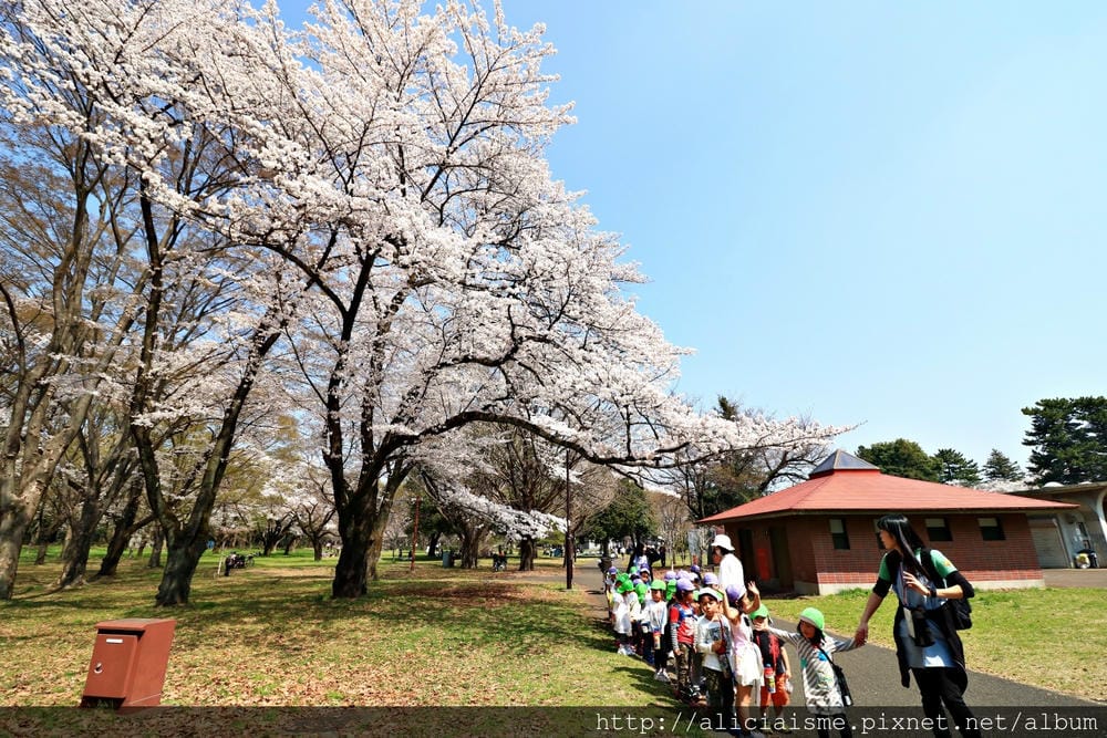 【東京都】(2018更新)櫻花漫舞的小金井公園&江戶東京建築園, 與神隱少女不期而遇!