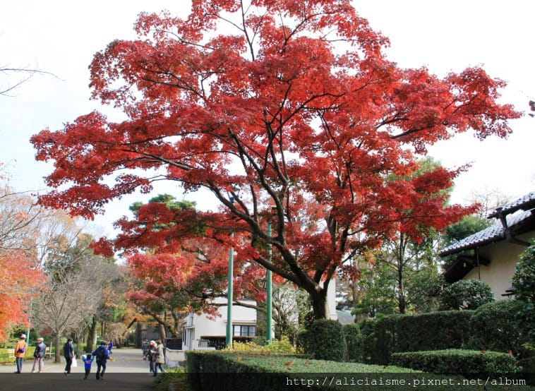 【東京都】(2018更新)櫻花漫舞的小金井公園&江戶東京建築園, 與神隱少女不期而遇!