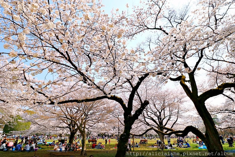 【東京都】(2018更新)櫻花漫舞的小金井公園&江戶東京建築園, 與神隱少女不期而遇!