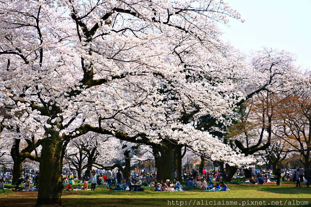 【東京都】(2018更新)櫻花漫舞的小金井公園&江戶東京建築園, 與神隱少女不期而遇!