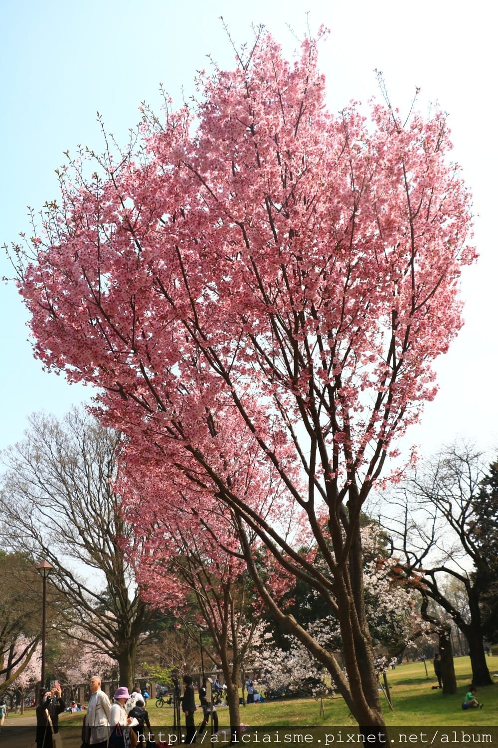 【東京都】(2018更新)櫻花漫舞的小金井公園&江戶東京建築園, 與神隱少女不期而遇!