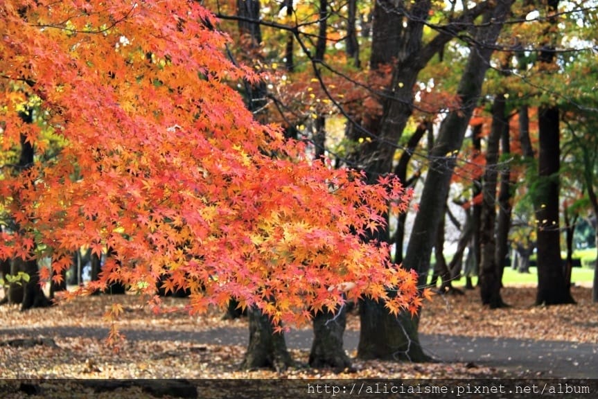 【東京都】(2018更新)櫻花漫舞的小金井公園&江戶東京建築園, 與神隱少女不期而遇!