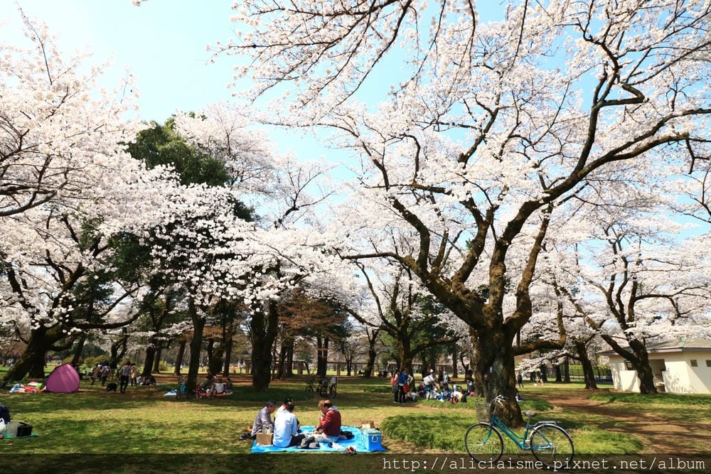 【東京都】(2018更新)櫻花漫舞的小金井公園&江戶東京建築園, 與神隱少女不期而遇!
