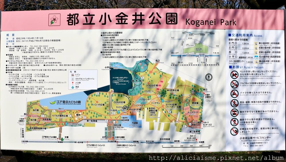 【東京都】(2018更新)櫻花漫舞的小金井公園&江戶東京建築園, 與神隱少女不期而遇!