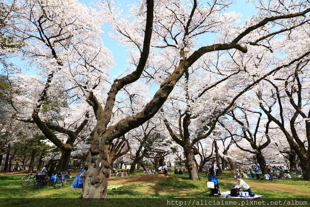 【東京都】(2018更新)櫻花漫舞的小金井公園&江戶東京建築園, 與神隱少女不期而遇!