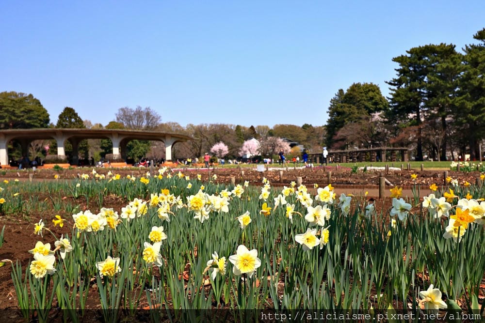 【東京都】(2018更新)櫻花漫舞的小金井公園&江戶東京建築園, 與神隱少女不期而遇!