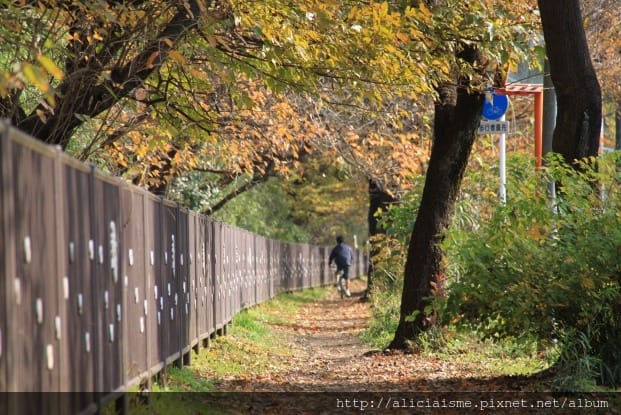 【東京都】(2018更新)櫻花漫舞的小金井公園&江戶東京建築園, 與神隱少女不期而遇!