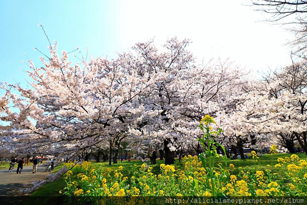 【東京都】(2018更新)櫻花漫舞的小金井公園&江戶東京建築園, 與神隱少女不期而遇!