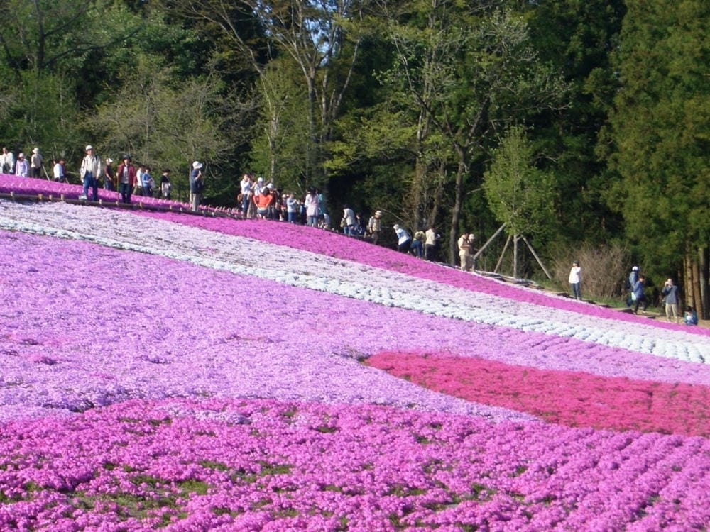 秩父羊山公園 (18).JPG 秩父羊山公園 (18).JPG
